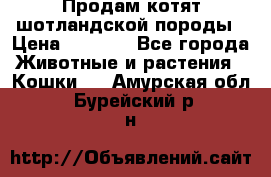 Продам котят шотландской породы › Цена ­ 2 000 - Все города Животные и растения » Кошки   . Амурская обл.,Бурейский р-н